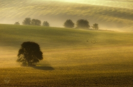 foggy fields 