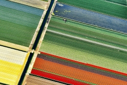 Flowers in stripes (3) 