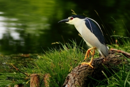 Nycticorax  