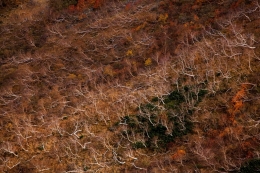 Dance of the tree 