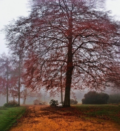 Red Autumn 