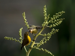 Feeding , Indonesia 