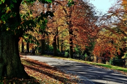 Autumn walk in the forest 