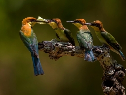 Chestnut-headed Bee-eater 