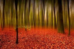 Autumn forest 