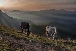 first pasture 