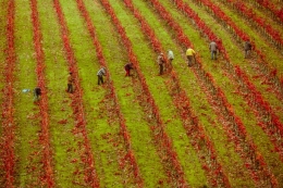 Podadores no Douro 