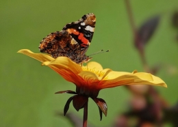 Red Admiral (Vanessa Atalanta) 