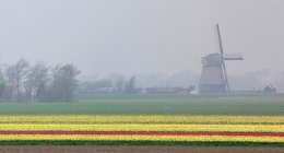 The windmill, the tulips and the fog 