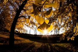 Shining　Ginkgo 