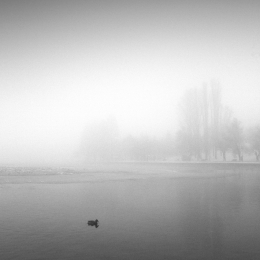 Duck in the Mist 