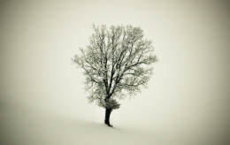 La neve e l'albero 