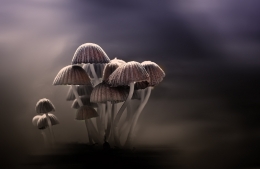 The Dark Of  Mushroom 