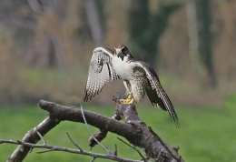 FALCÃO, (FALCONRY)  