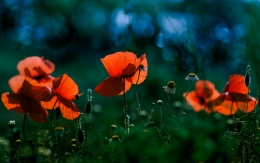 Poppies 