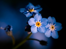 Myosotis / Forget-me-not 