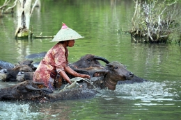 Bathing buffaloes 