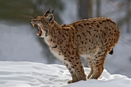 Lince 