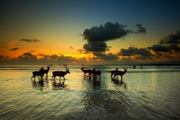 The Deers and The Beach 