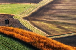 morning fields 