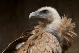 Himalayan Vulture 