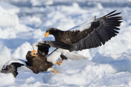 Battle on the ice 