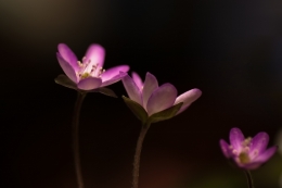 Flower of spring ephemeral 