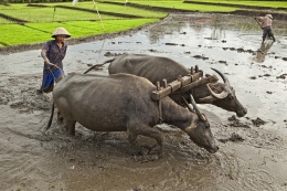 Plowing The Field 