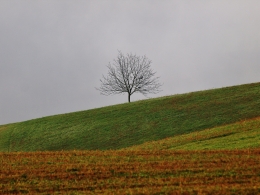 Il corvo e l'albero 