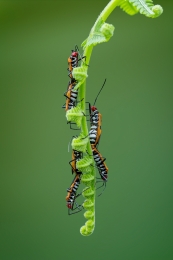 Triple Mating 