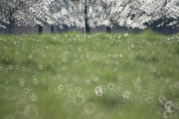 Spring flowers 