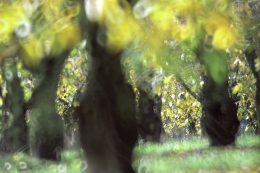 Among the fruit trees 