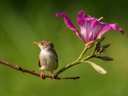 Common Tailor Bird 