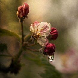 Apple flowers 