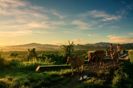 Departure Shepherd Cattle mornings 