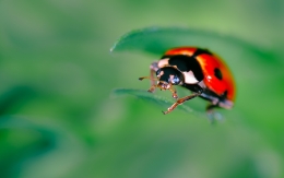 Ladybug 