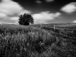 On the meadow  