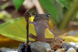 king of frog 