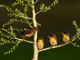  Golden-headed Cisticola 