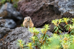 Japanese Pika 