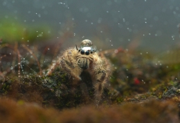 White jumping spider 