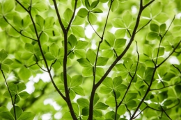 Curtain of green 