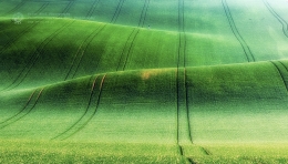 Green fields 