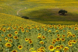 Alentejo 