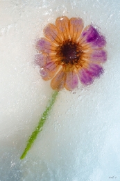 frozen beauty 