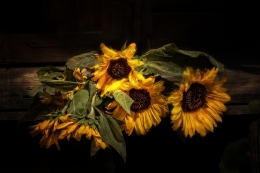 Tournesol 