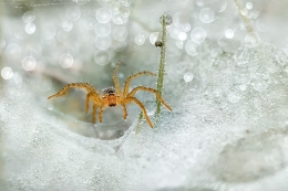 Grass Spider 