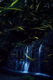 fireflies glow 