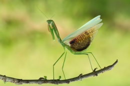 Kungfu Mantis 