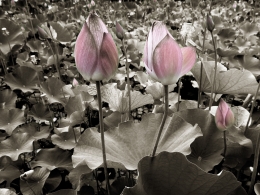 Lotus Pond 